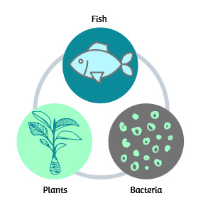 Aquaponics cycle graphic, fish bacteria plants